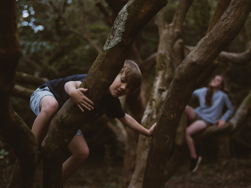 Children climbing in trees